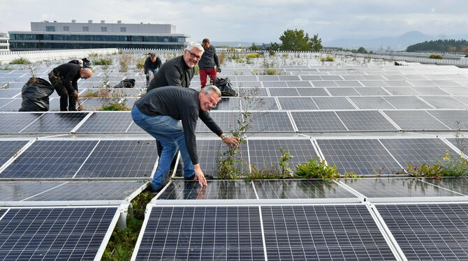 Kraut verschattet Solarzellen: Martin Schöfthaler (vorn), Wolfgang Arndt und weitere EENA-Ehrenamtliche beim Jäten auf dem Parkh