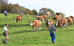 Die Rinder der Familie Rein wurden am Wochenende unter großer öffentlicher Anteilnahme von den Weiden an den Albtraufhängen hina