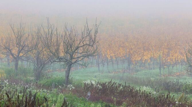 Herbstliche Nebelstimmung
