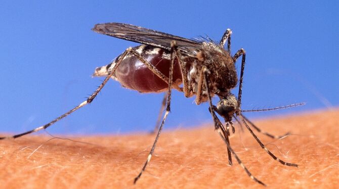 Stechmücke Stechmücke