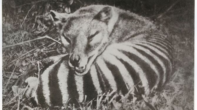 Tasmanischer Tiger Tasmanischer Tiger