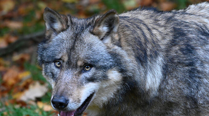 In der Region  werden immer  öfter Wölfe  gesehen.  FOTO: PFÖRTNER/DPA