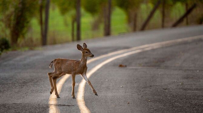 Reh in der Abenddämmerung
