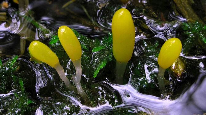 Pilz des Jahres 2023