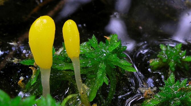 Pilz des Jahres 2023