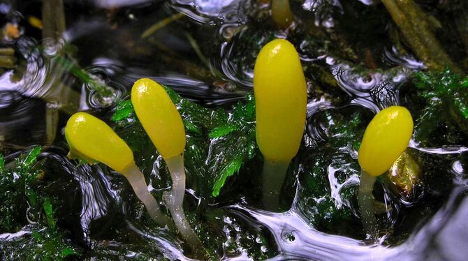 Pilz des Jahres 2023