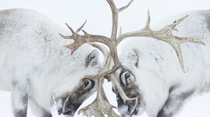 »Mann gegen Mann« hat Stefano Unterthiner sein Foto genannt. Es zeigt zwei Spitzbergen-Rentiere. FOTO: WILDLIFE PHOTOGRAPHER OF