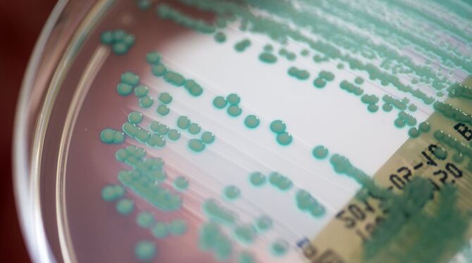 Multiresistente Keime