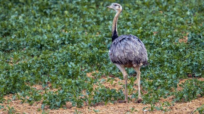 Nandu-Zählung in Deutschland