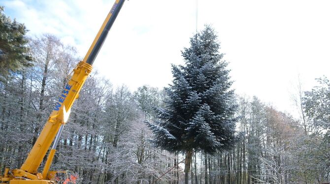 Weihnachtsbaum für das Brandenburger Tor in Thüringen gefällt