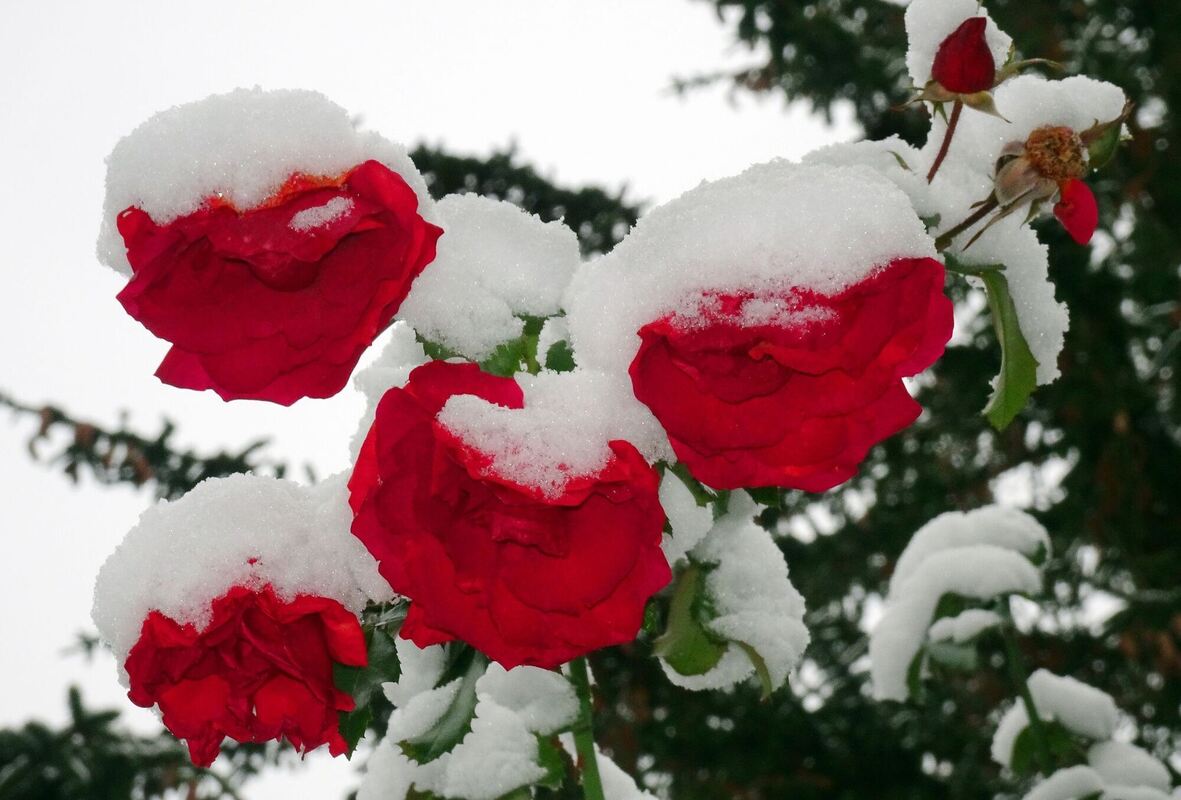 Eingeschneit Eingeschneit