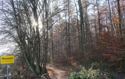 Naherholungsraum und Wirtschaftsfaktor: der Wannweiler Wald. 2023 sollen Flächenlose ebenso wie Brennholz angeboten werden.  ARC