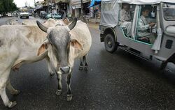 Straßenkühe in Indien