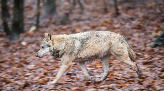 Nach einem Reh-Riss bei Trochtelfingen ist jetzt ein Wolf als Jäger identifiziert worden Foto: Lino Mirgeler/dpa