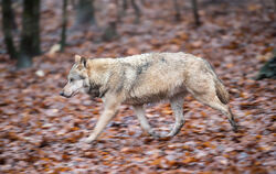  Nach einem Reh-Riss bei Trochtelfingen ist jetzt ein Wolf als Jäger identifiziert worden Foto: Lino Mirgeler/dpa 