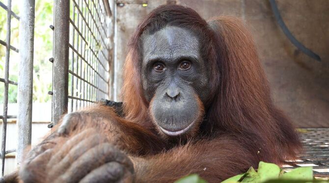 Orang-Utans auf Borneo Orang-Utans auf Borneo
