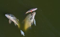 Massenfischsterben am Fluss Oder