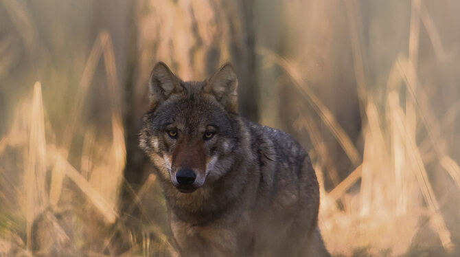 Die Zahl der Wölfe in Deutschland steigt seit einiger Zeit an.