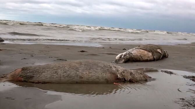 Hunderte tote Kaspische Robben in Russland