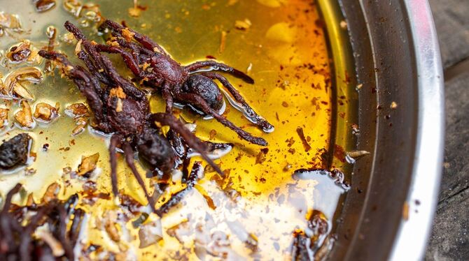 Vogelspinne in Kambodscha