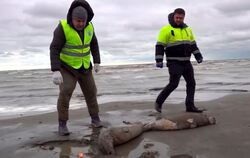 Tote Kaspische Robben