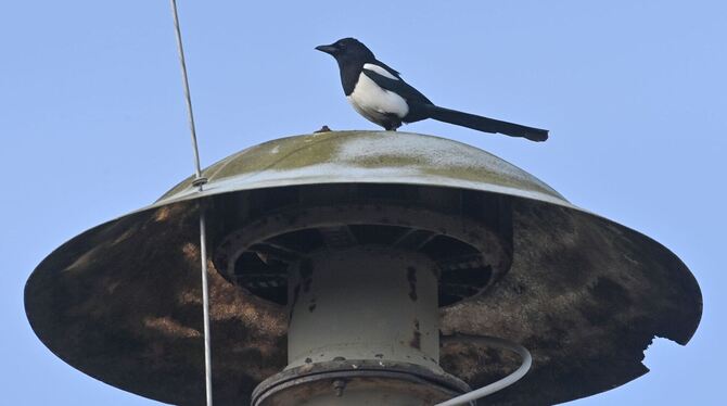 Eine Elster sitzt auf einer Sirene auf einem Hausdach