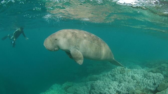 Dugong