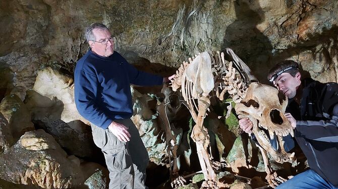 Das Skelett des Höhlenbären ist restauriert. Thomas und Wolfgang Lechner haben die Knochen im Februar wieder zusammengesetzt.