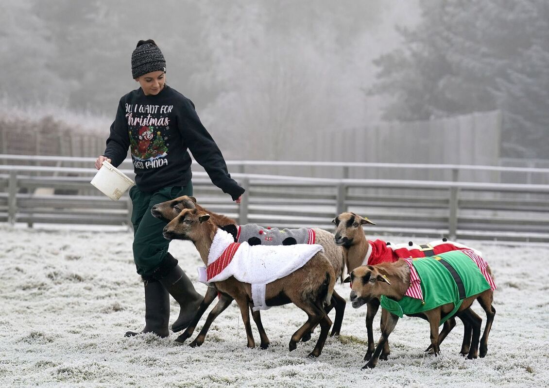 Tierischer Mantel Tierischer Mantel