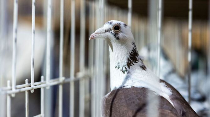 Brieftauben Ausstellung in Dortmund