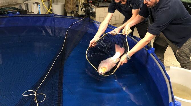 Kois jetzt im Berliner Zoo Kois jetzt im Berliner Zoo