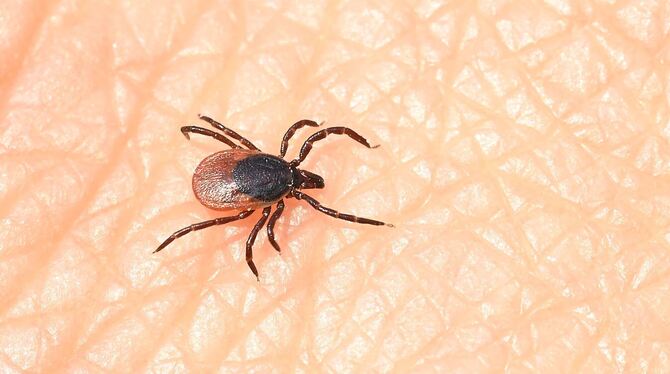 Neues Virus in Schweizer Zecken entdeckt Neues Virus in Schweizer Zecken entdeckt