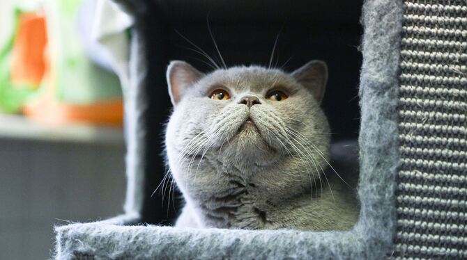 Tierheim in Stuttgart Tierheim in Stuttgart