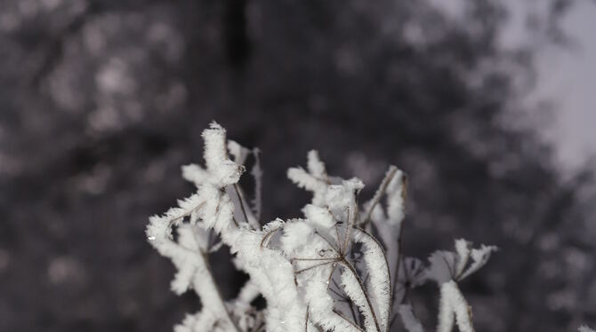 Die Kälte und der Nebel haben Kunst an die Pflanzen gezaubert.  FOTO: REISNER