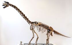 Langhals-Dinosaurier «Europasaurus»