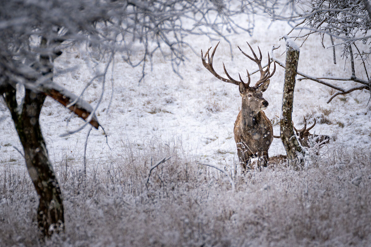 23 Winter pur auf der Eninger Weide