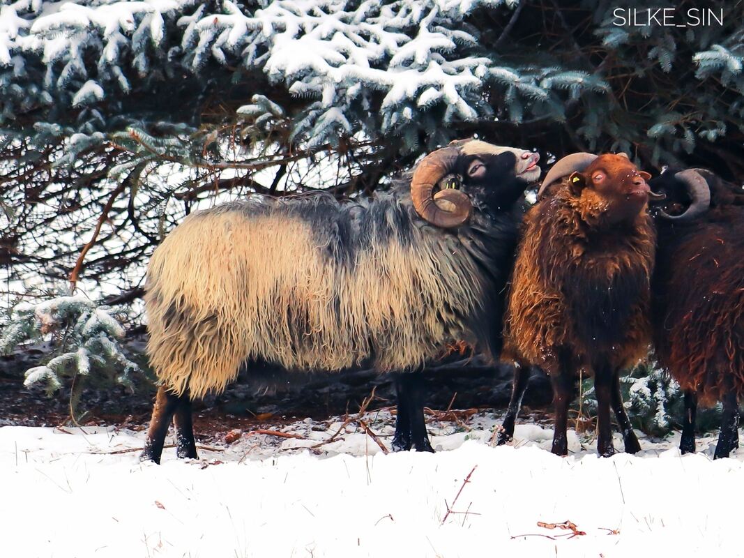Quessantschafe im Schnee