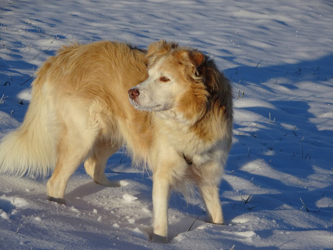 53 Hatchi liebt Schnee