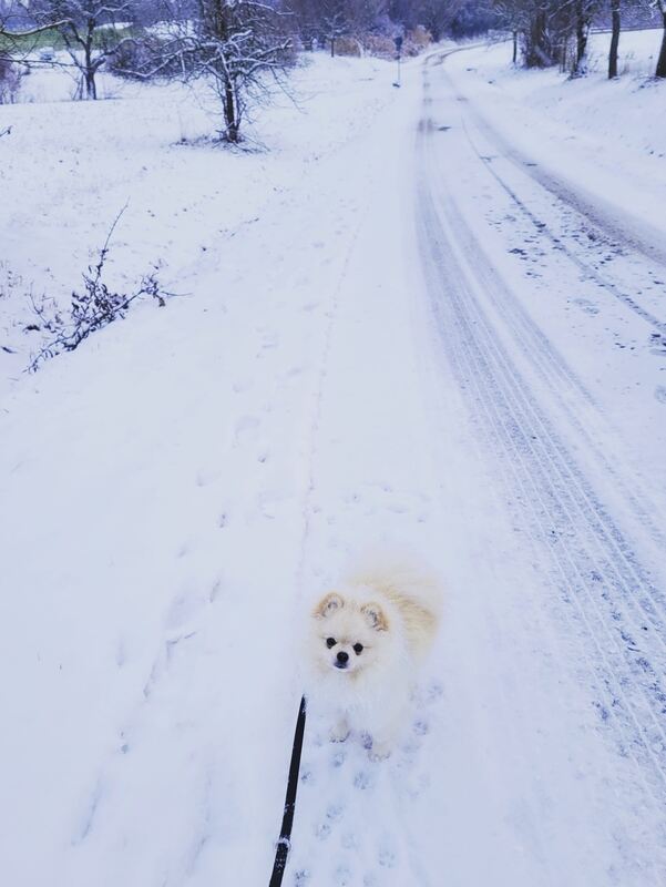 60 Pom loves Snow