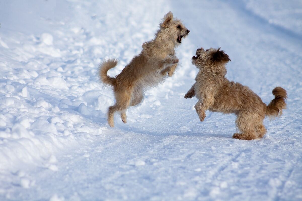 70 Spiel der Schneekampfmonster