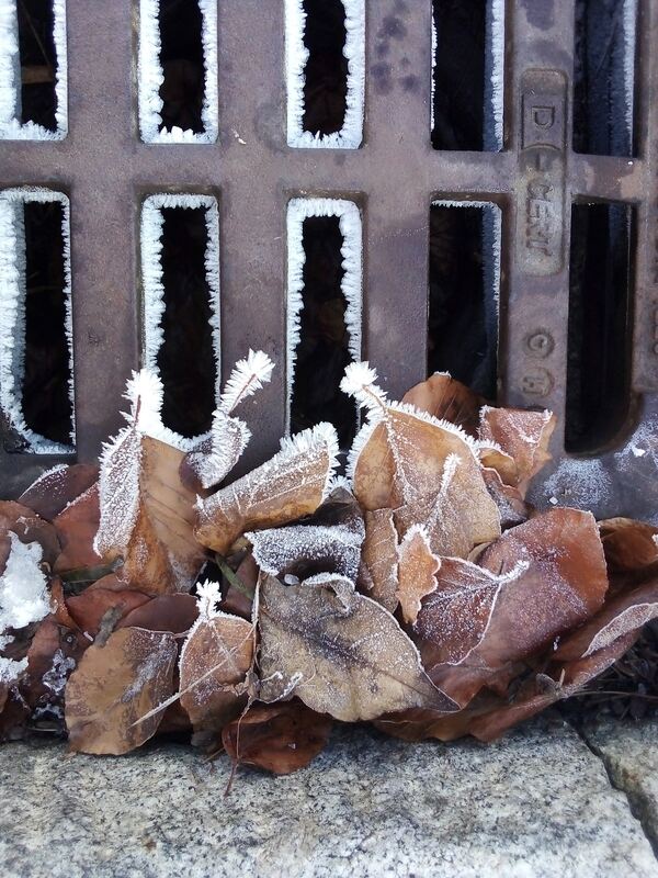 86 Laub auf Gullydeckel