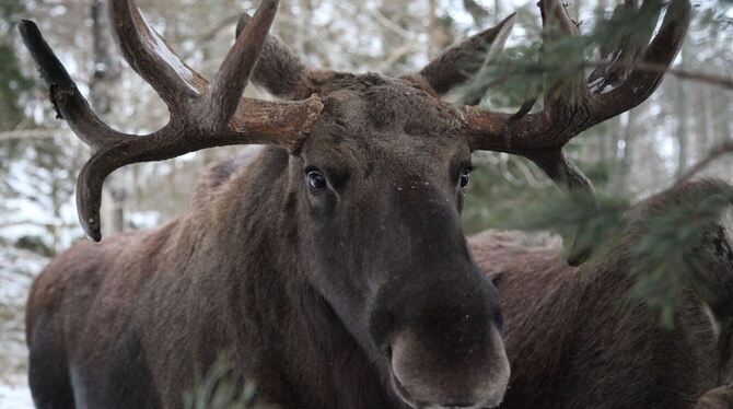 Klimakrise trifft Schwedens Elche