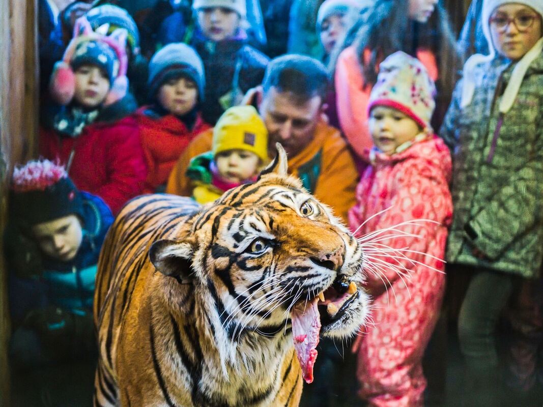 Weihnachtsfütterung