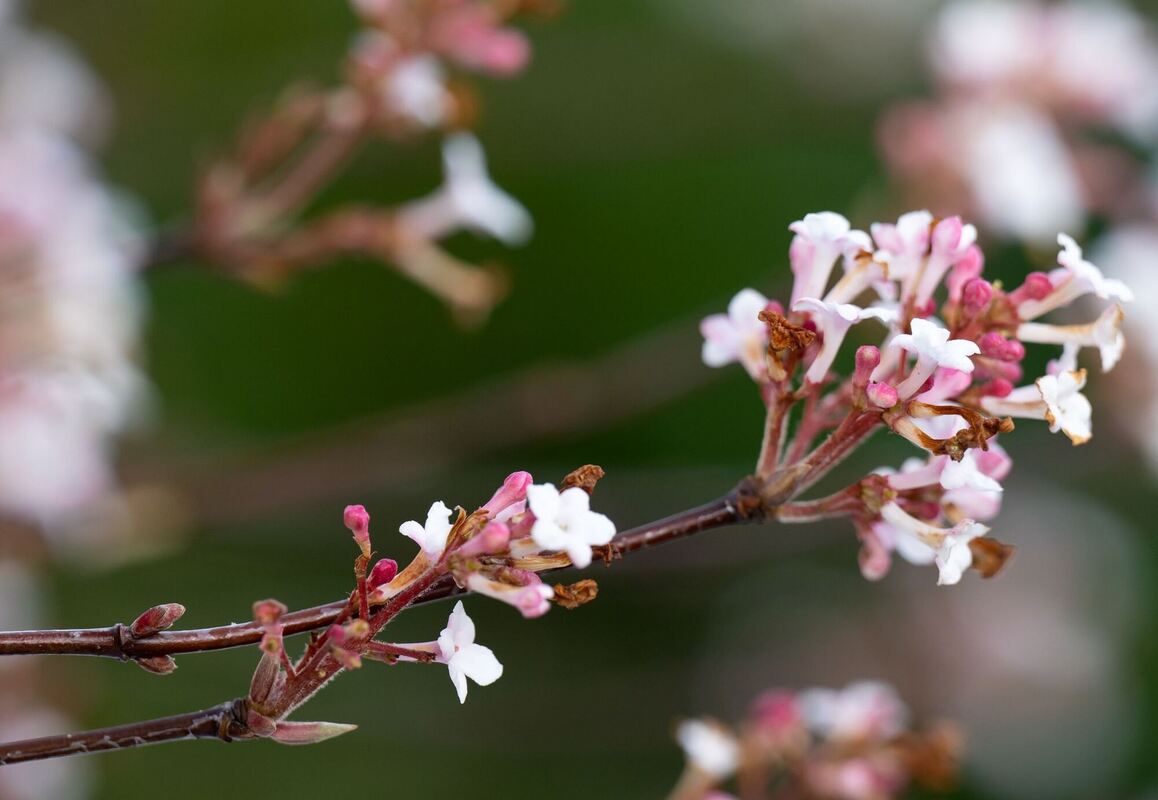 Aufgeblüht Aufgeblüht