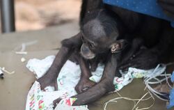 Weihnachten bei den Bonobos