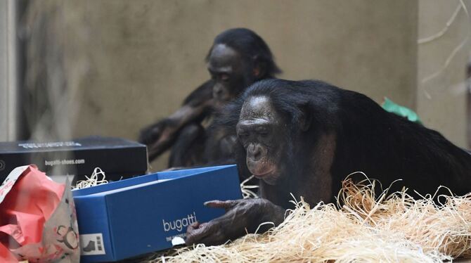 Weihnachten bei den Bonobos