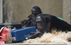 Weihnachten bei den Bonobos