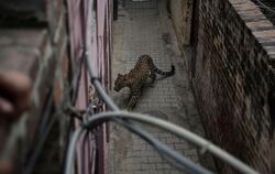 Leopard irrt in Wohngebiet umher
