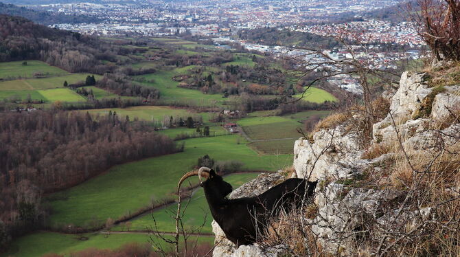 Trittfester »Alb-Steinbock« in schwindelnder Höh’: Der einsame Ziegenbock genießt die Aussicht vom Mädlesfels ins Arbachtal.  FO