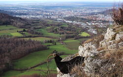 Trittfester »Alb-Steinbock« in schwindelnder Höh’: Der einsame Ziegenbock genießt die Aussicht vom Mädlesfels ins Arbachtal.  FO